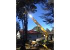 Emergency Tree Removal Mount Druitt