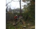 Tree Removal Rose Bay