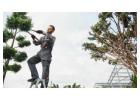 Best Tree Trimming Auckland Services by Nextmow