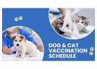 Cat Vaccination Schedule  | CGS Hospital