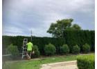 Tree Trimming Sydney | Ben's Tree and Garden Services
