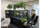 Elegant Office Plants for Modern Workspaces